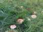 Márványos pereszke (Lepista panaeolus), Budai-hegység